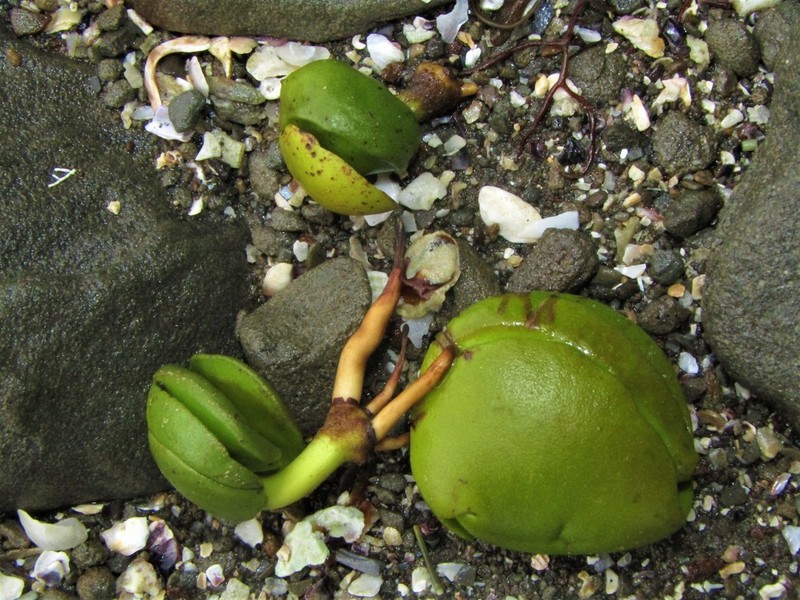 Gray Mangrove photo 6