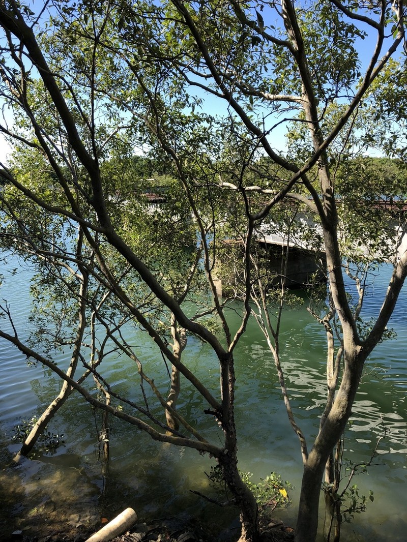 Gray Mangrove photo 7