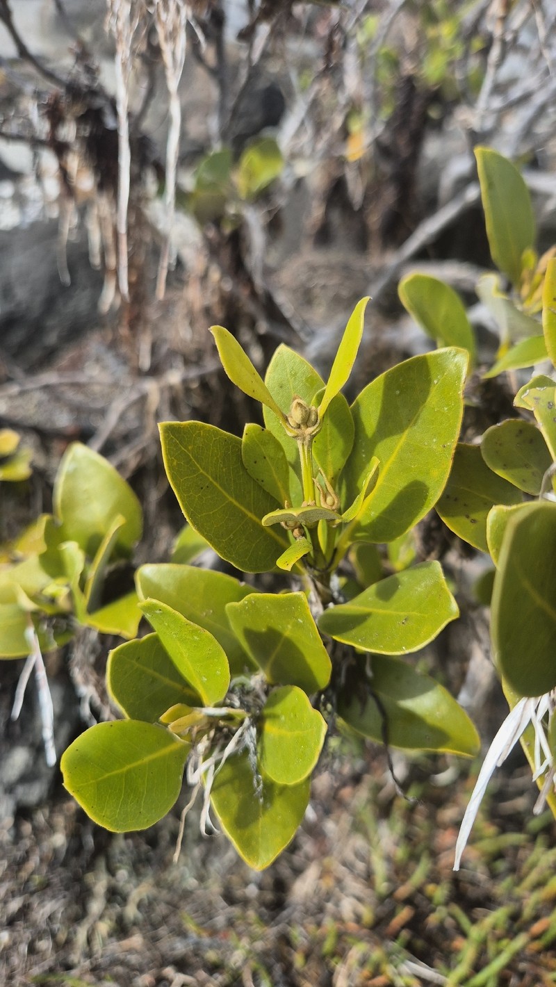 Avicennia marina subsp. australasica photo 2