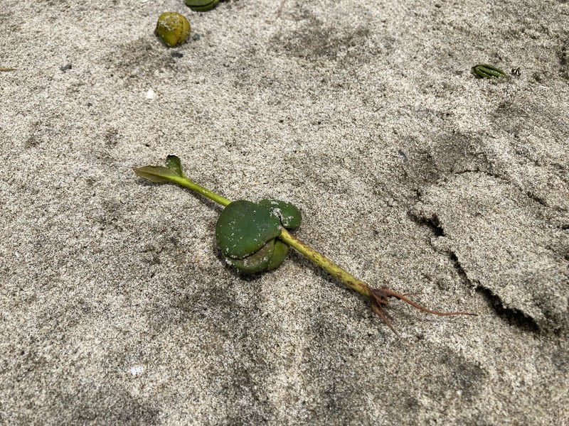 Avicennia marina subsp. australasica photo 3