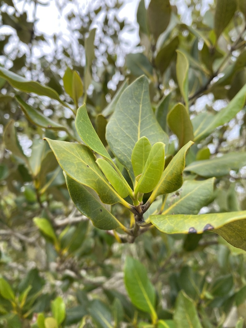 Avicennia marina subsp. australasica photo 4