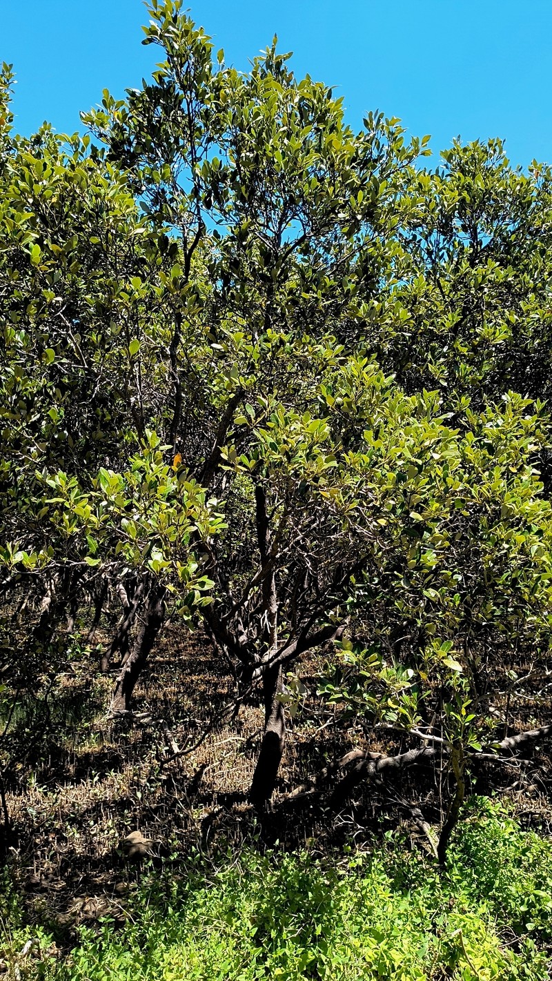 Avicennia marina subsp. australasica photo 5