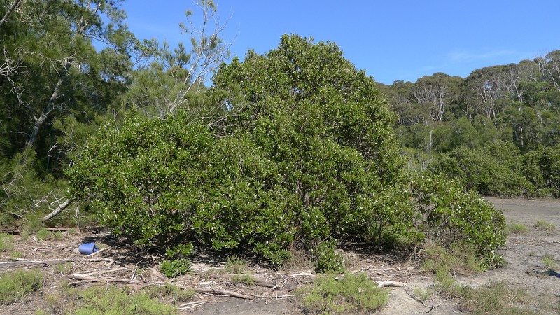 Avicennia marina subsp. australasica