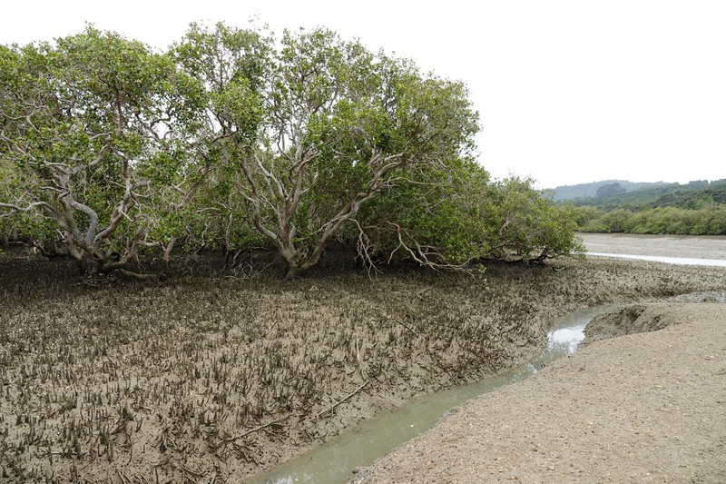 Avicennia marina subsp. australasica photo 6
