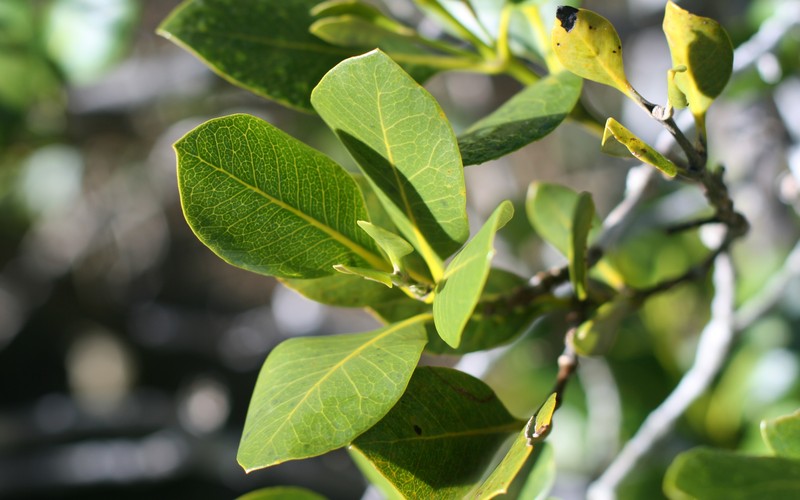 Avicennia marina subsp. australasica photo 8
