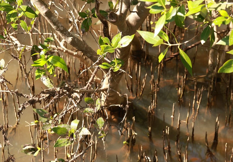 Avicennia marina subsp. eucalyptifolia photo 2