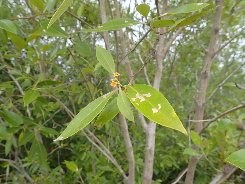 Avicennia marina subsp. eucalyptifolia photo 3
