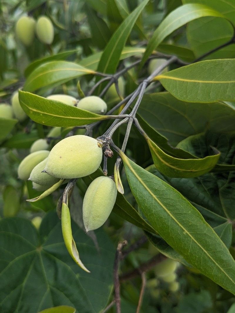 Avicennia marina subsp. eucalyptifolia photo 4