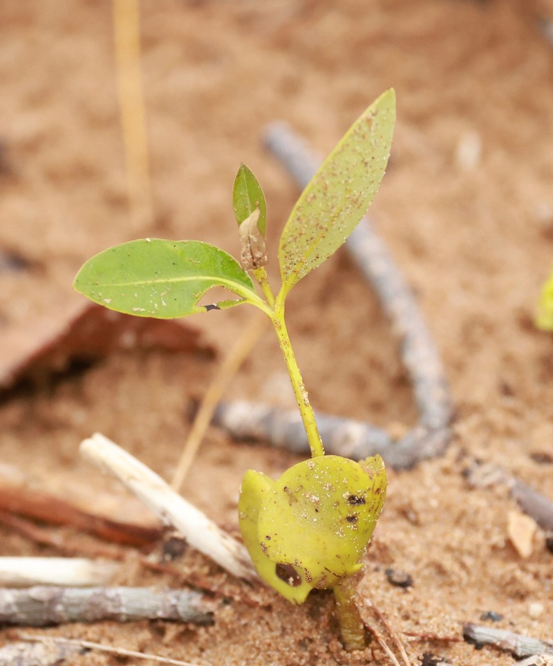 Avicennia marina subsp. eucalyptifolia photo 5