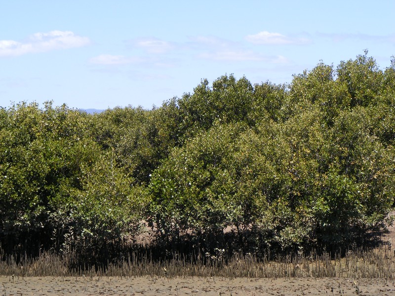Avicennia marina subsp. eucalyptifolia