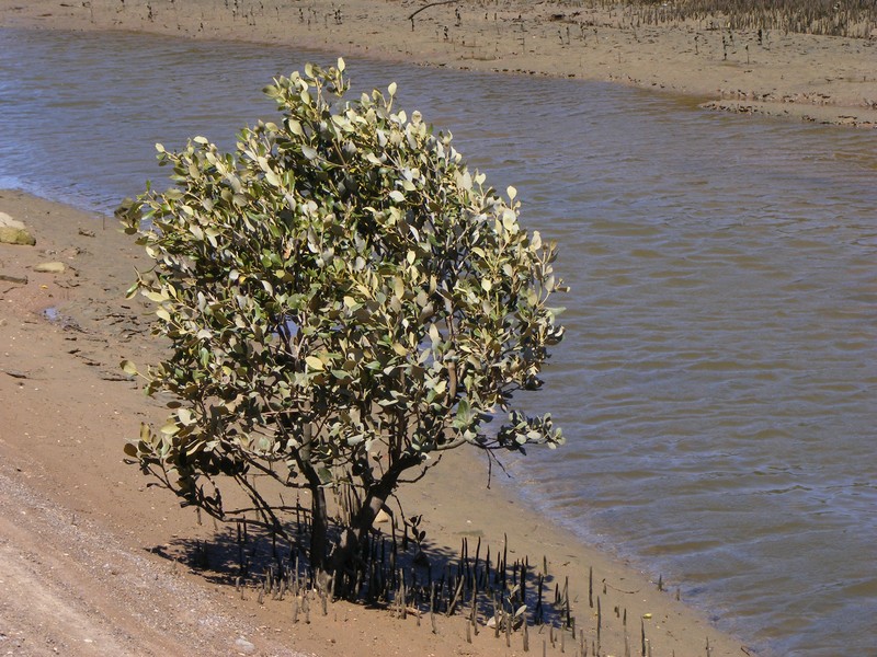 Avicennia marina subsp. eucalyptifolia photo 6