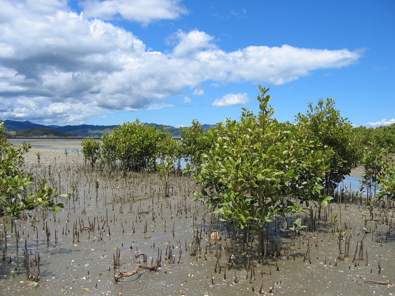 Avicennia marina subsp. eucalyptifolia photo 7
