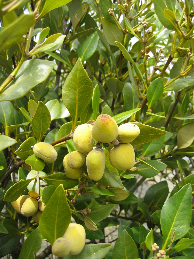 Avicennia marina subsp. eucalyptifolia photo 8