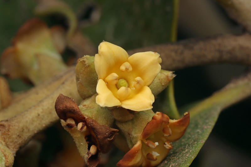 Avicennia marina subsp. marina photo 2