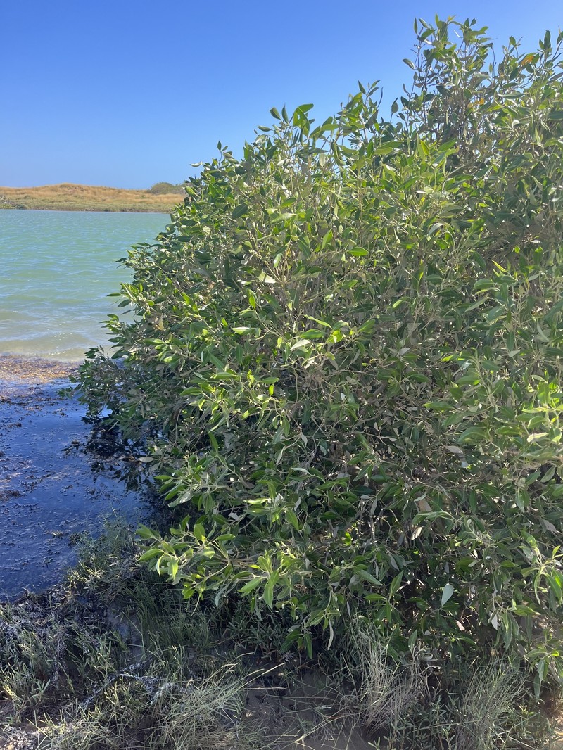 Avicennia marina subsp. marina photo 3