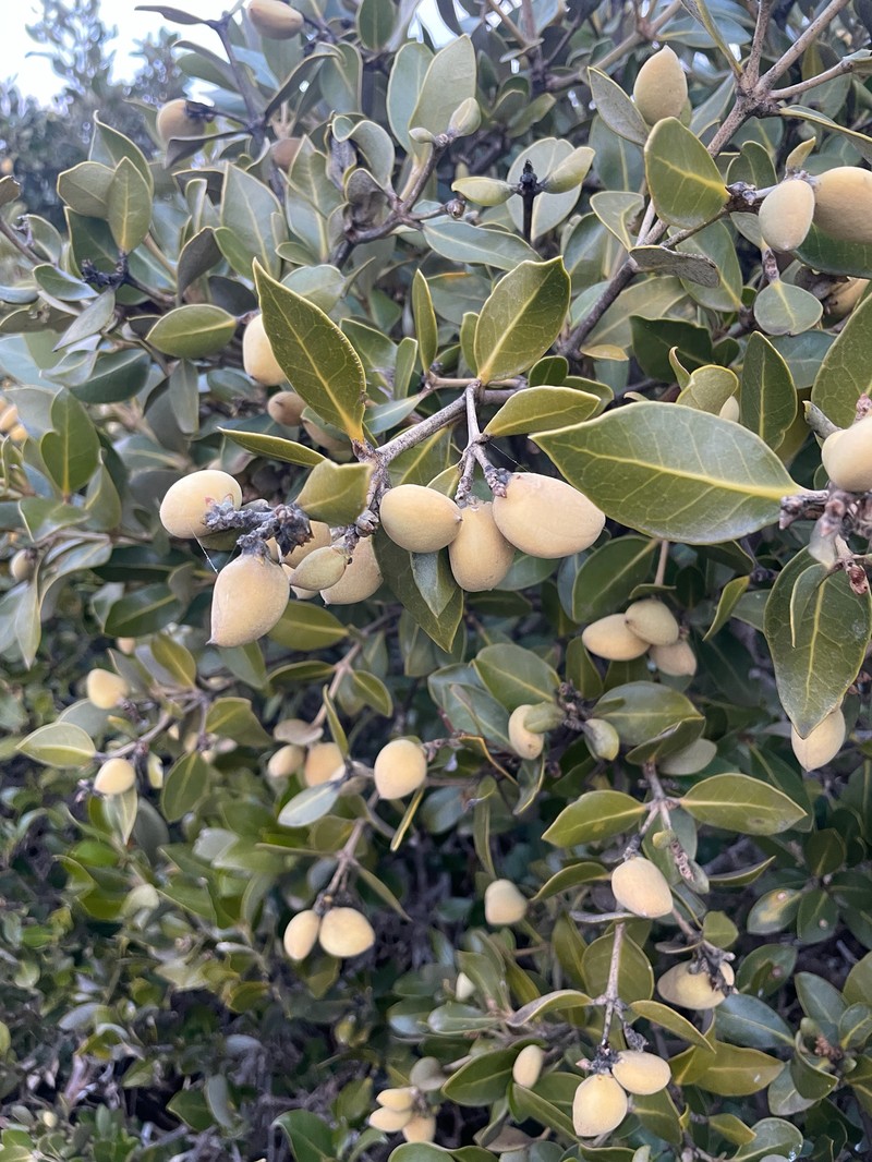 Avicennia marina subsp. marina photo 5
