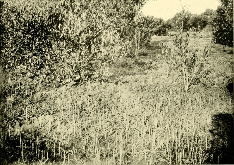 Avicennia marina subsp. marina
