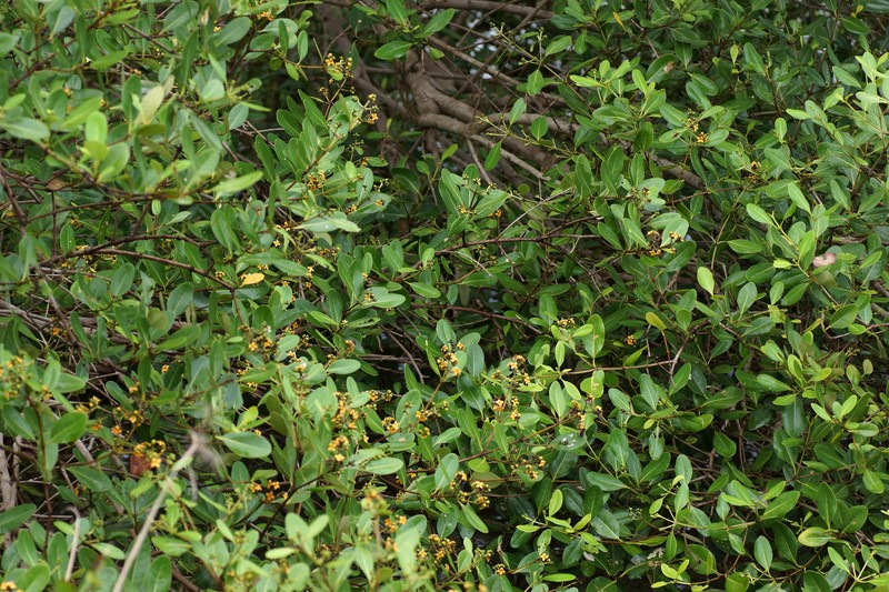 Avicennia marina subsp. marina photo 6