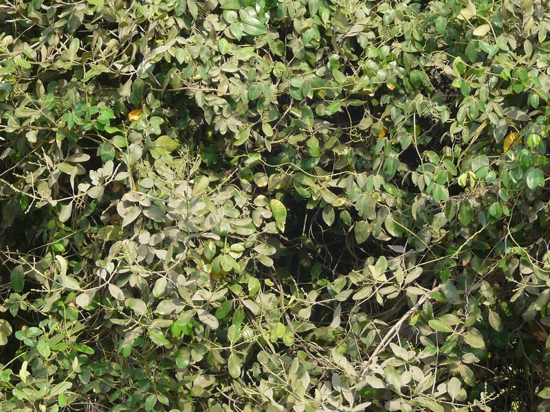 Avicennia marina subsp. marina photo 8