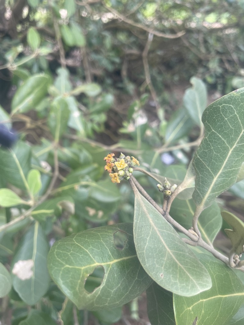 Avicennia marina var. rumphiana