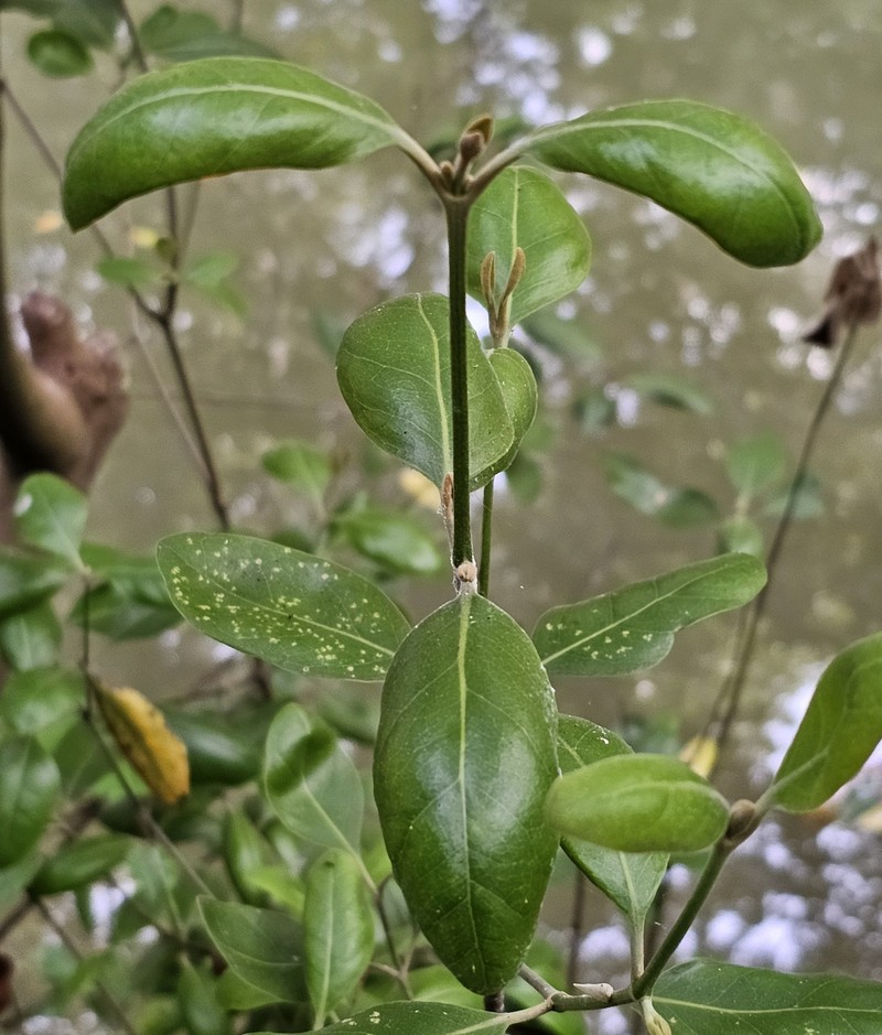 Avicennia marina var. rumphiana photo 2