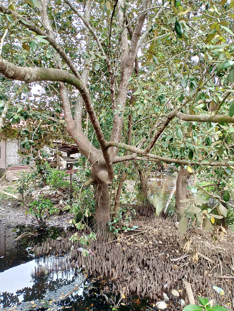 Avicennia marina var. rumphiana photo 3
