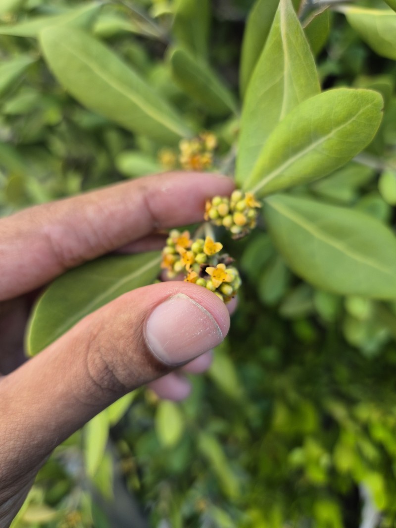 Avicennia marina var. rumphiana photo 4