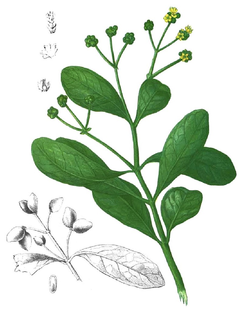 Avicennia officinalis