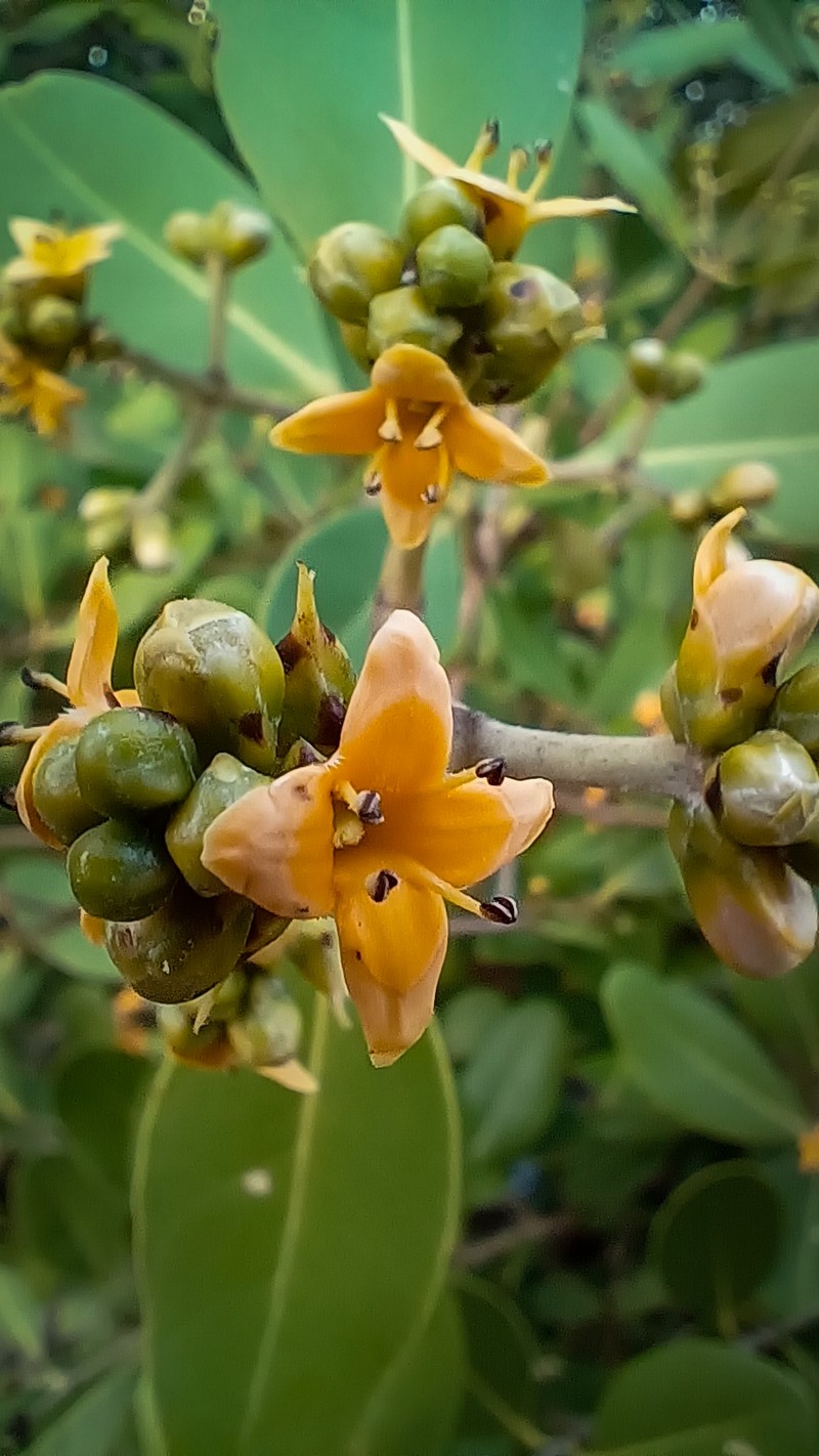 Avicennia officinalis photo 2
