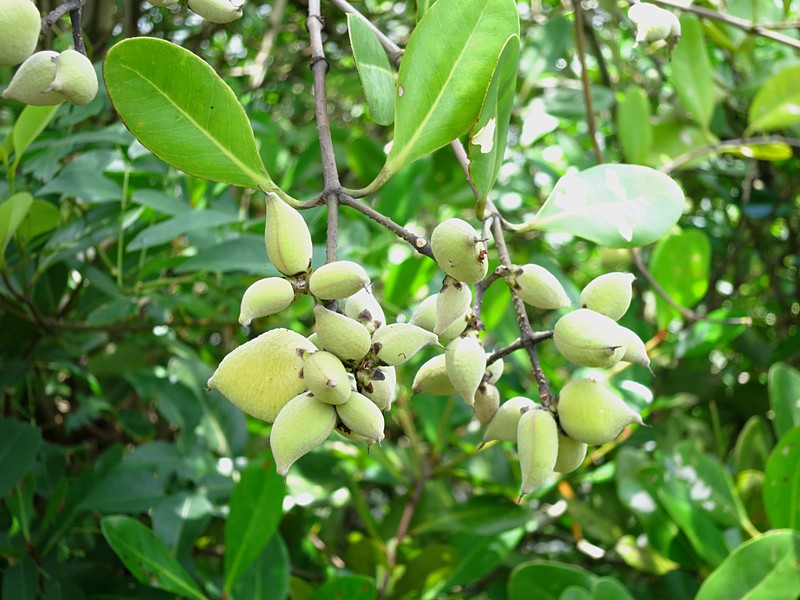 Avicennia officinalis photo 3