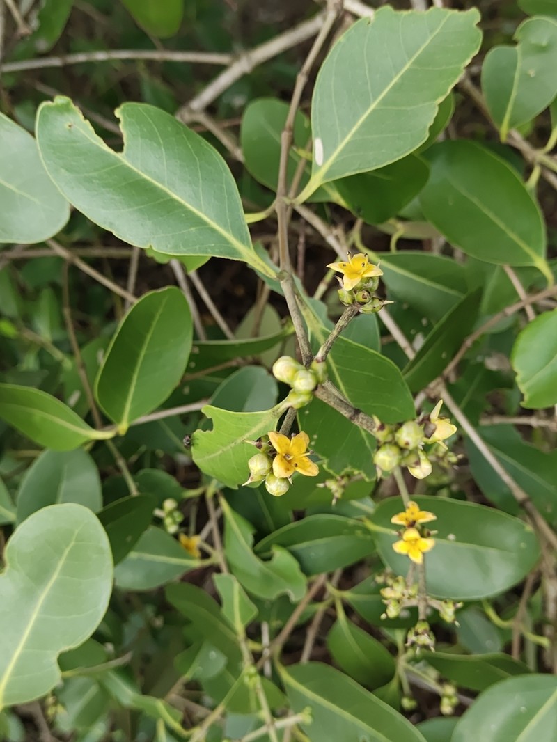 Avicennia officinalis photo 4