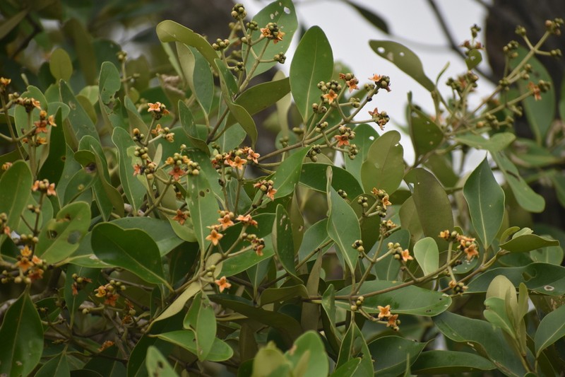 Avicennia officinalis photo 5
