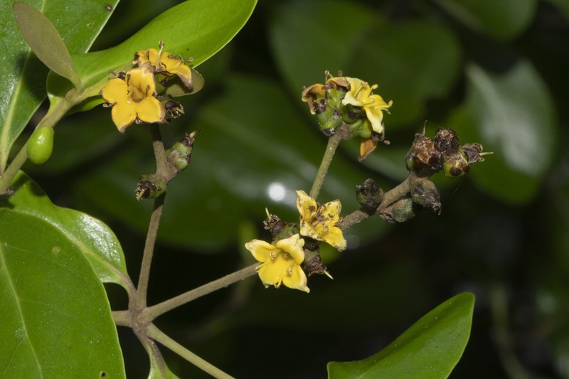 Avicennia officinalis photo 6