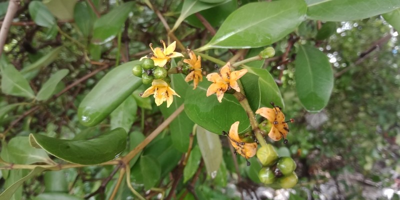 Avicennia officinalis photo 7