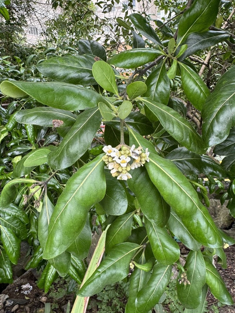 Avicennia schaueriana photo 2