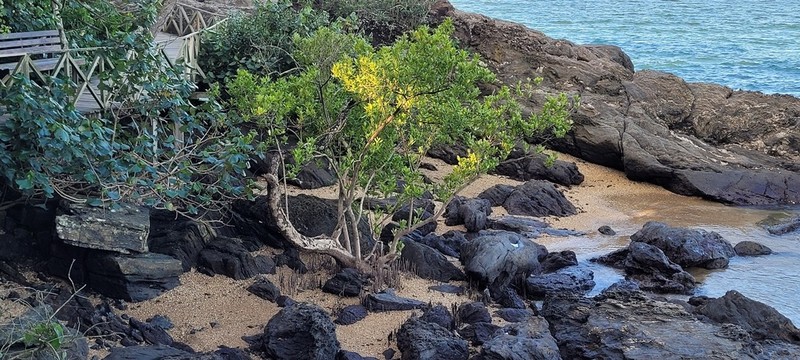 Avicennia schaueriana photo 3