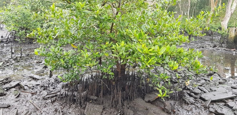 Avicennia schaueriana photo 4