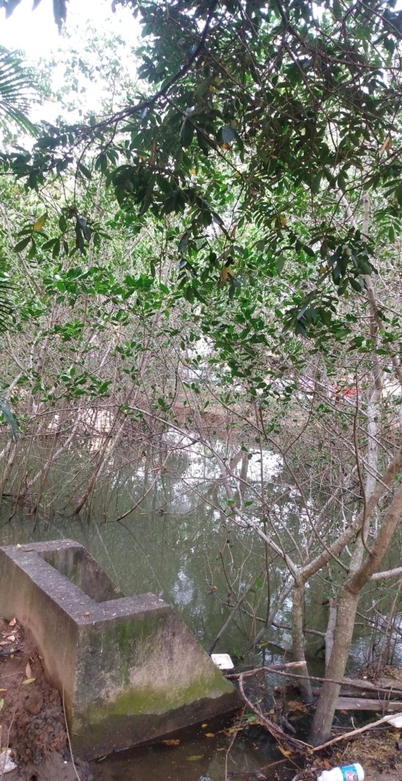 Avicennia schaueriana photo 5