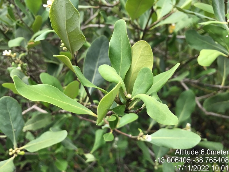 Avicennia schaueriana photo 6