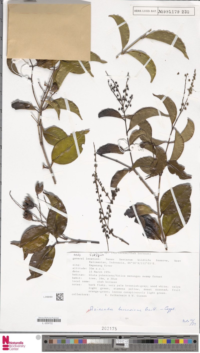 Axinandra beccariana