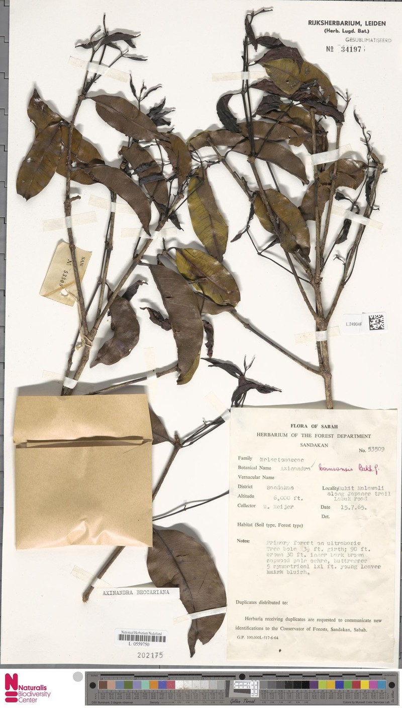 Axinandra beccariana photo 2