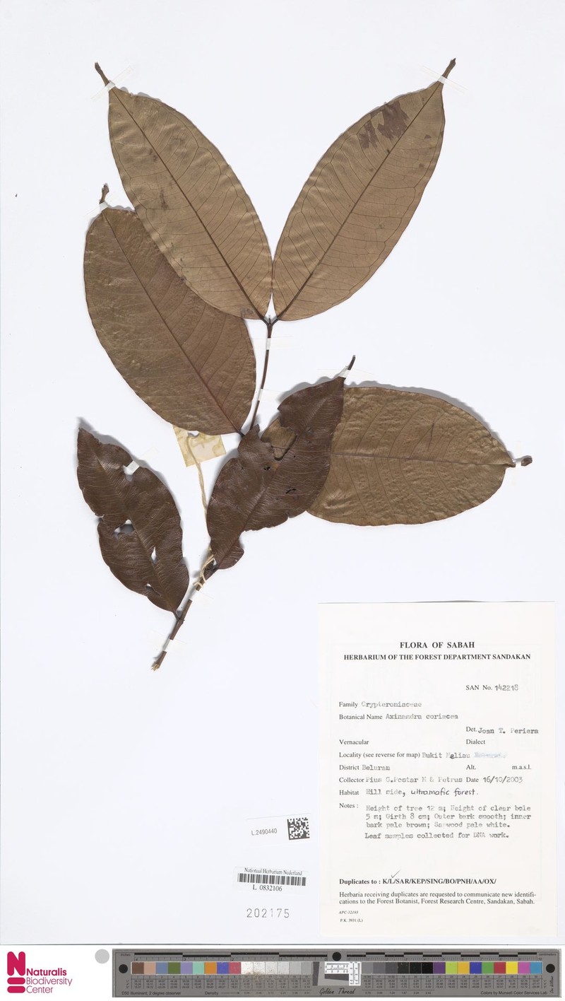 Axinandra coriacea
