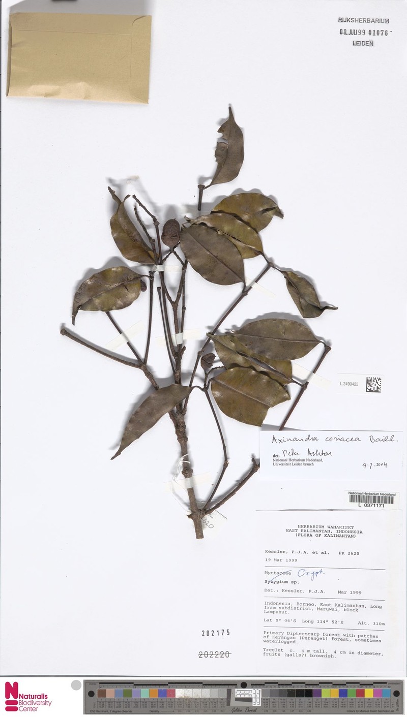 Axinandra coriacea photo 2