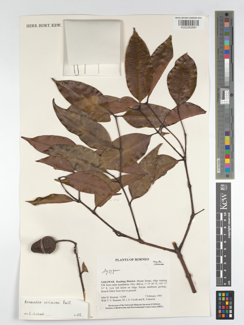 Axinandra coriacea photo 3