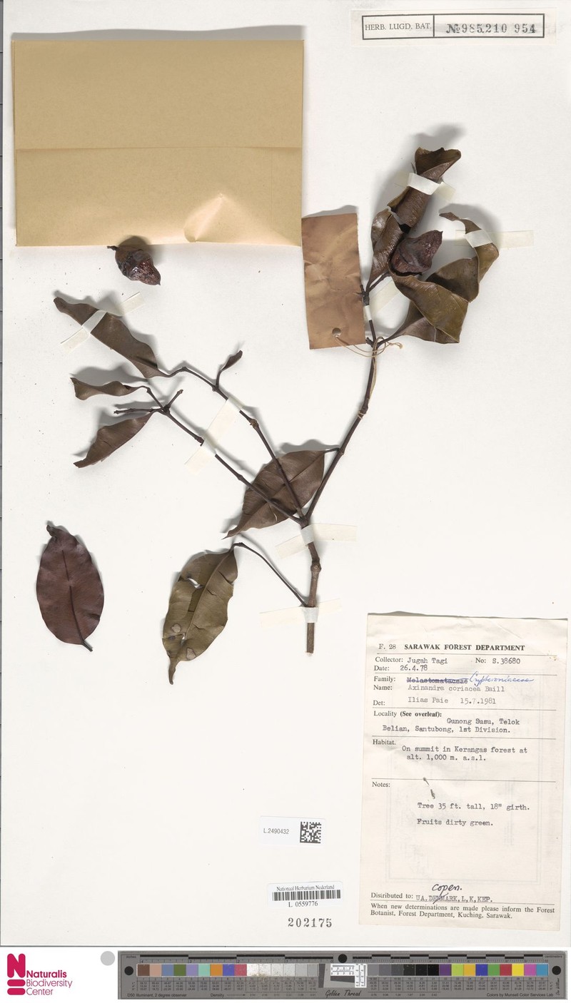 Axinandra coriacea photo 4