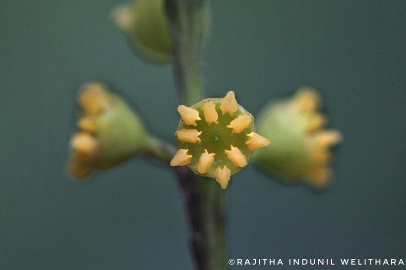 Axinandra zeylanica