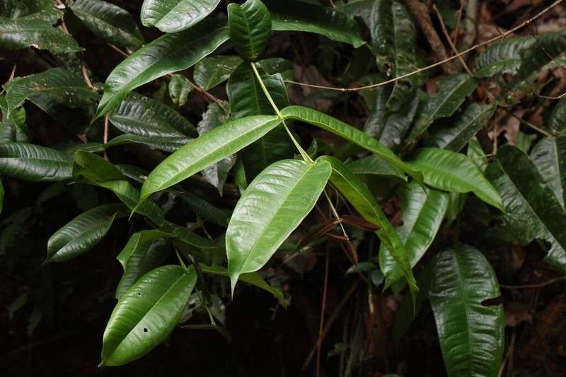 Axinandra zeylanica photo 2