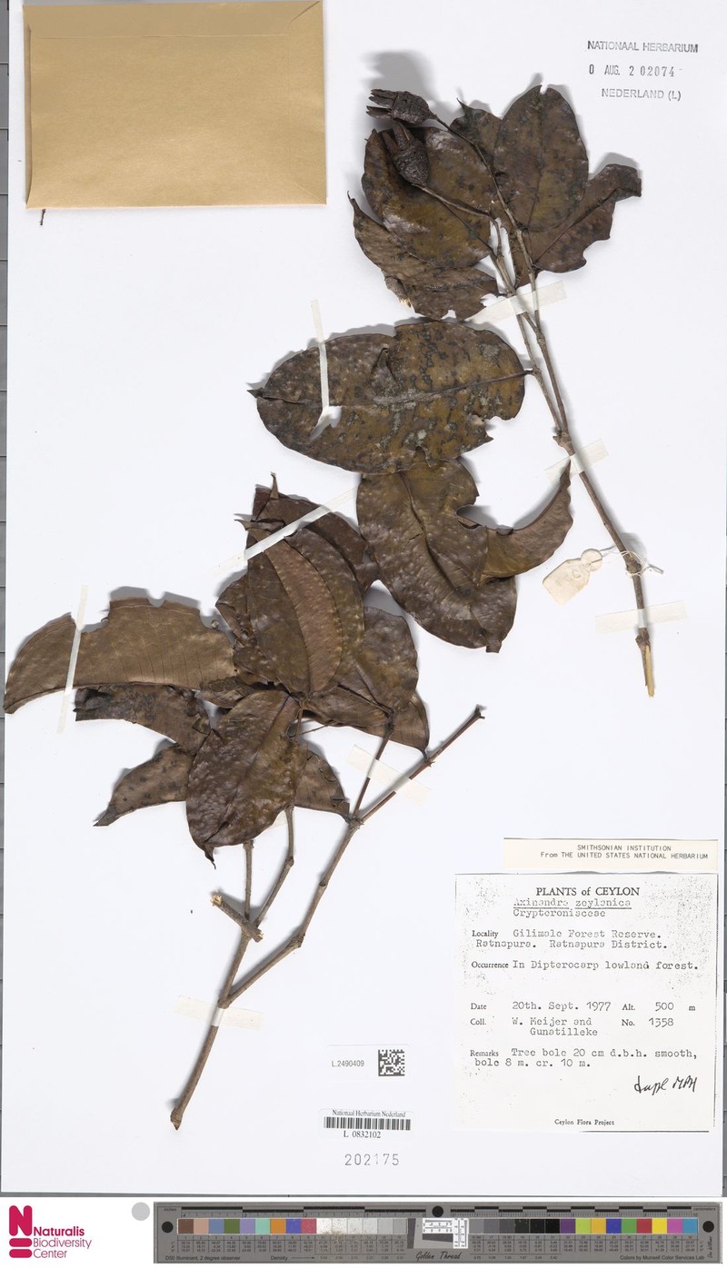 Axinandra zeylanica photo 3