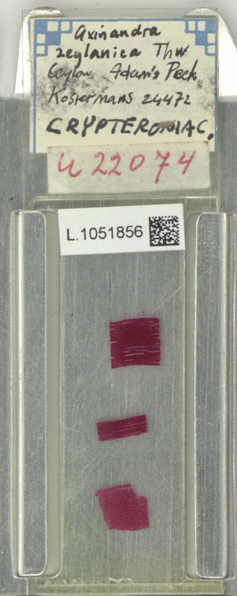 Axinandra zeylanica photo 5