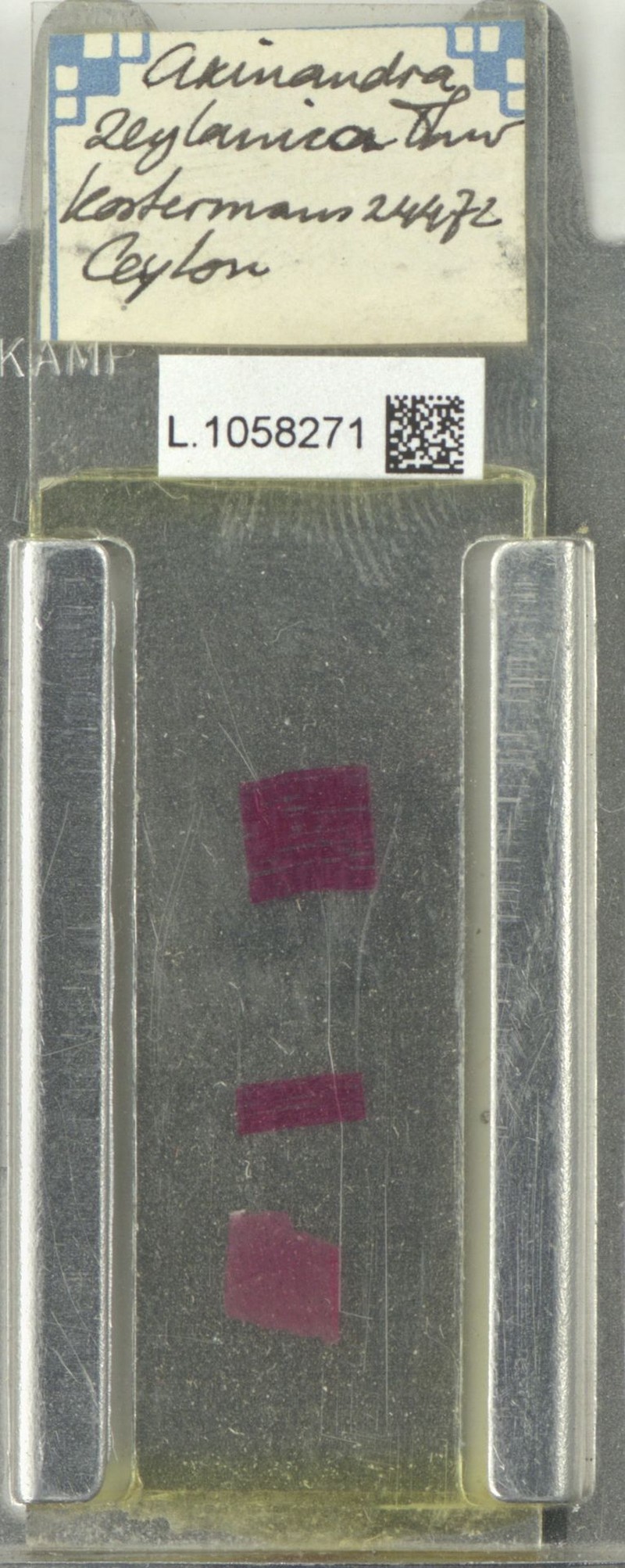 Axinandra zeylanica photo 6